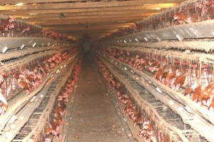 Galline in allevamenti di batteria